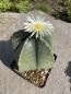 Preview: Astrophytum myriostigma nudum